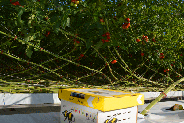 Die Evolution der Aquaponics zur naturkonformen Urbanfarming x integrated Aquaculture Methode namens Bioponics - ein weiterer Marketingbegriff. Die Unterschiede finden sich teilweise in den Techniken der Kreislaufanlagen, teilweise in der Ideologie von Symbiosen. 